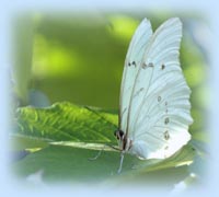 Het Waar Gebeurde Verhaal Over De Kleine Witte Vlinder | Petra!